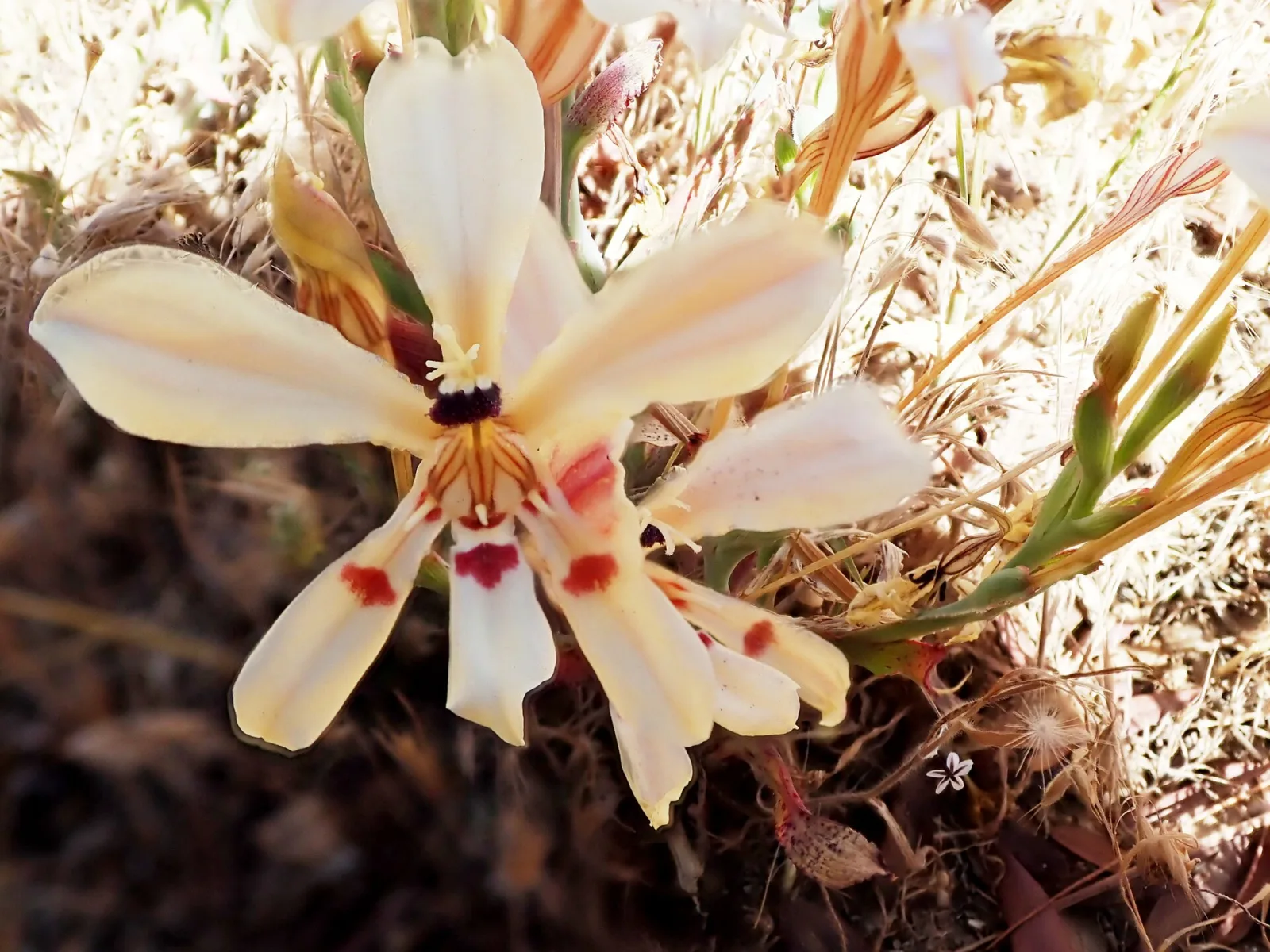 Lapeirousia fabricii