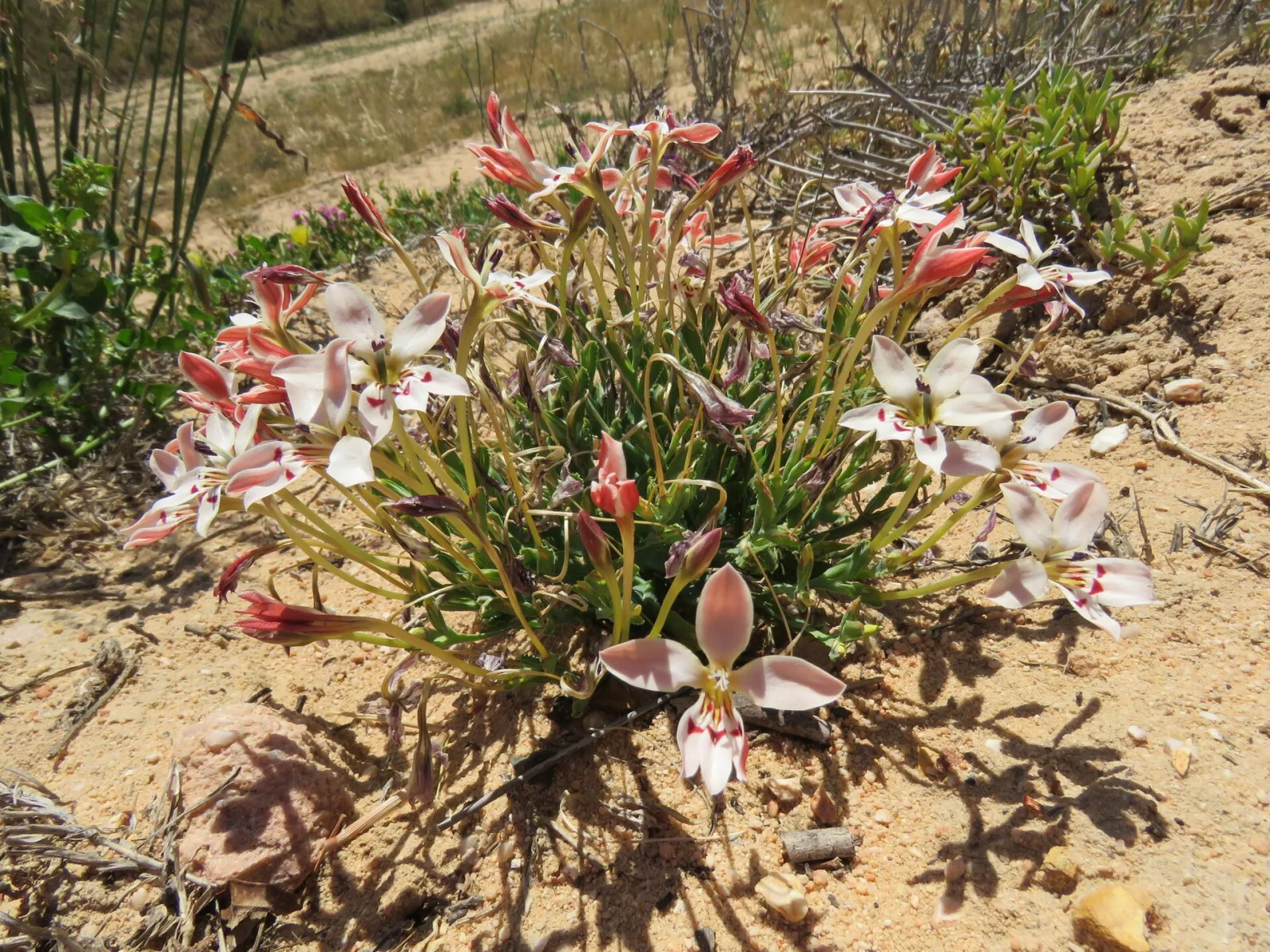 Lapeirousia fabricii