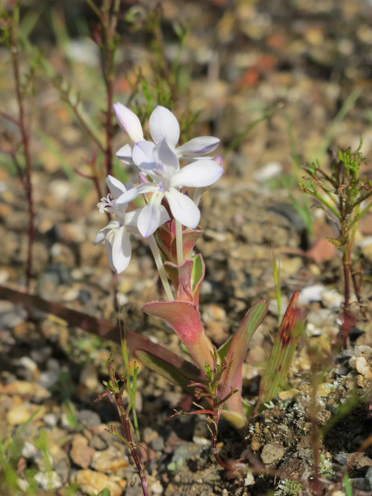 Lapeirousia pyramidalis