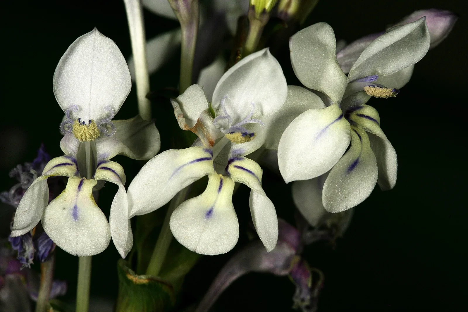 Lapeirousia pyramidalis