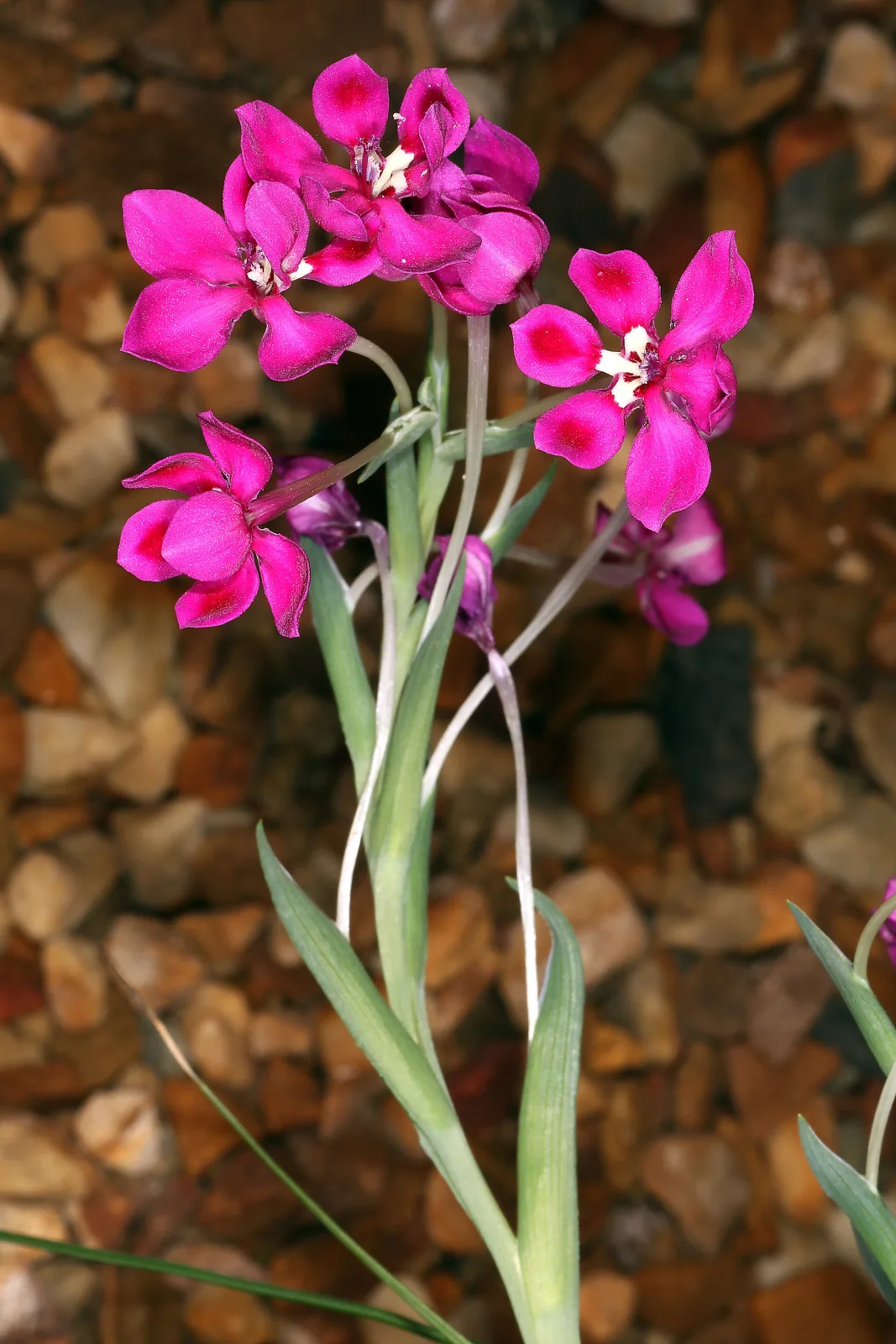 Lapeirousia silenoides