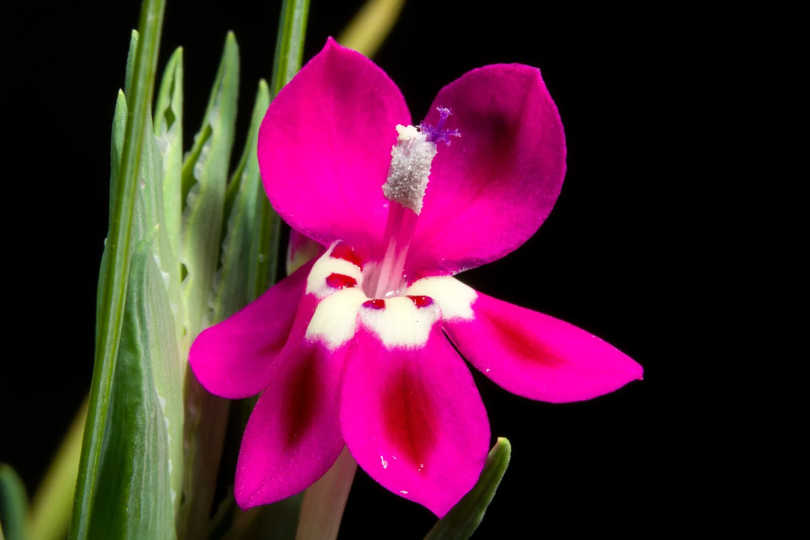 Lapeirousia silenoides