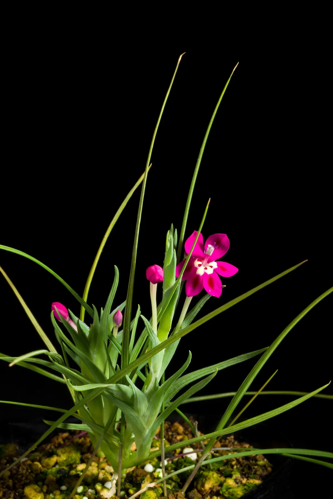 Lapeirousia silenoides