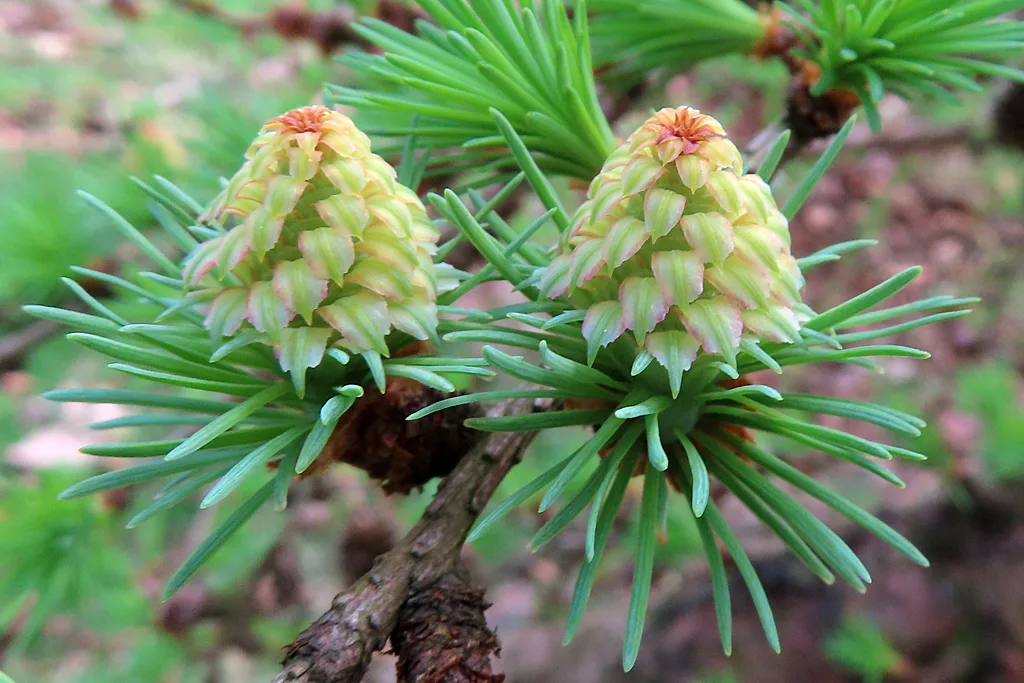 Larix kaempferi