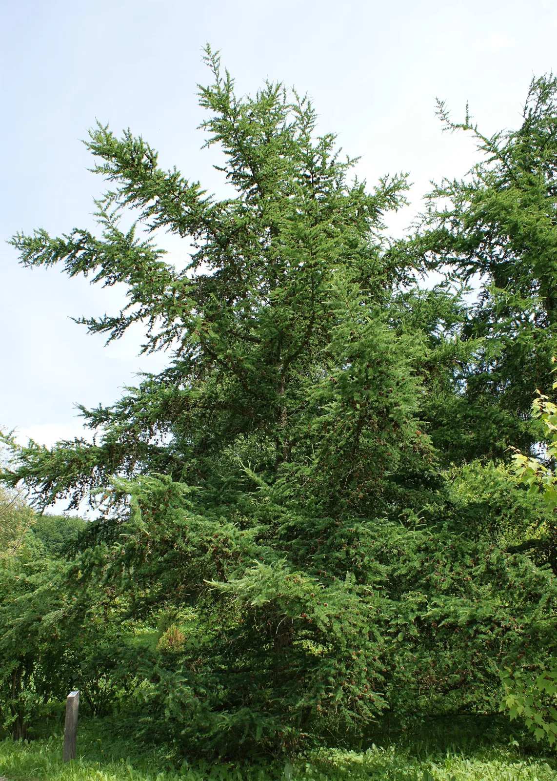 Larix gmelinii