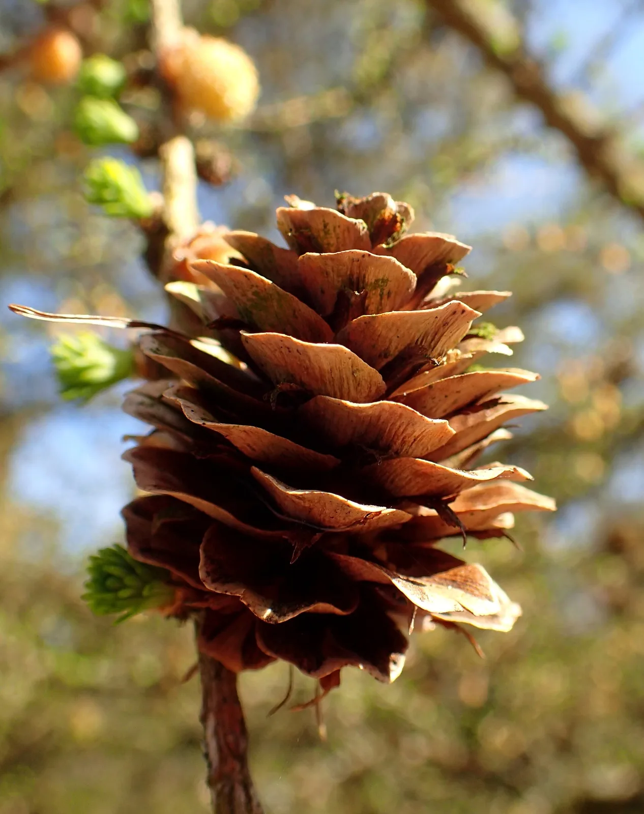 Larix gmelinii