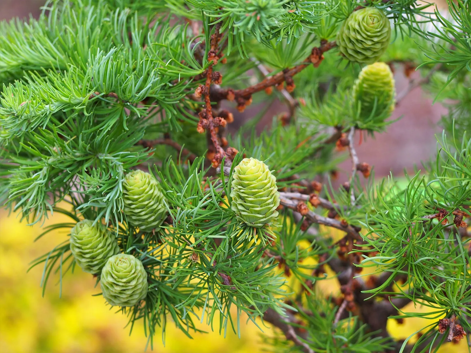 Larix kaempferi