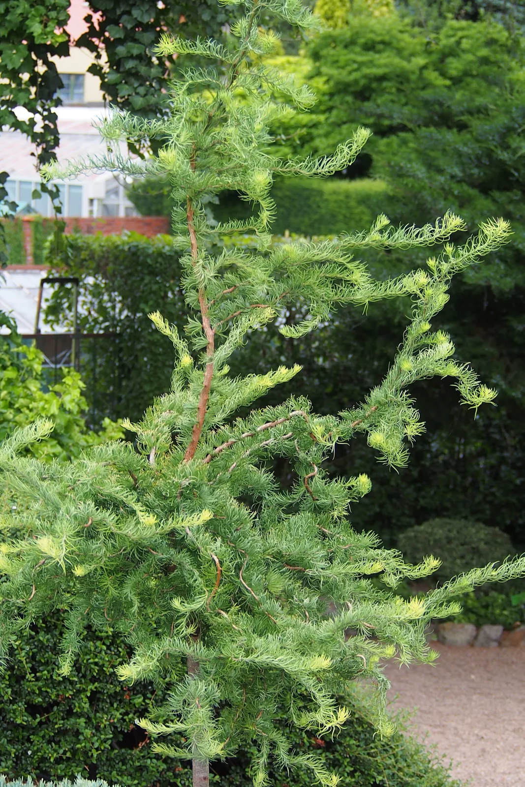 Larix kaempferi