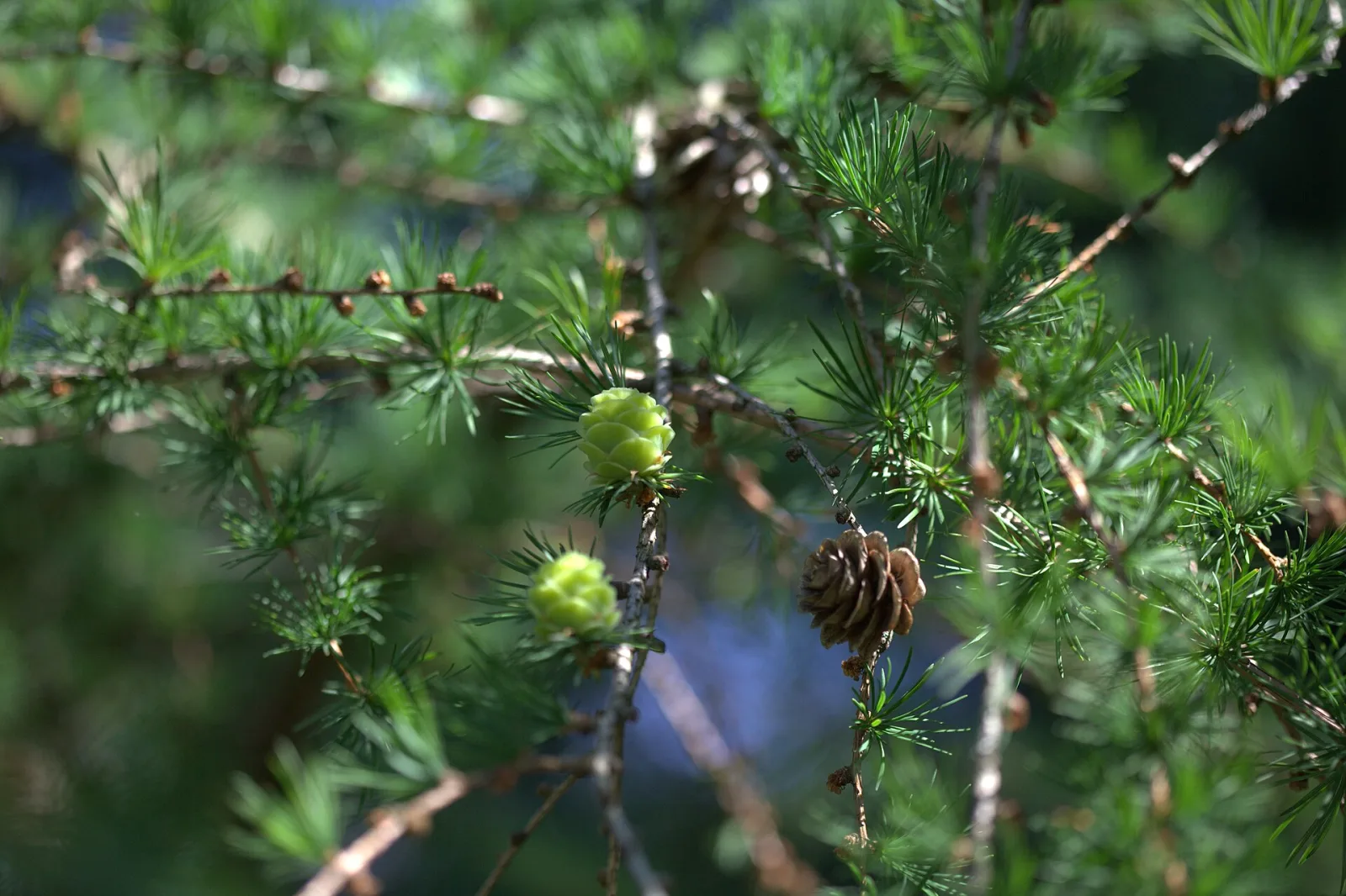 Larix gmelinii