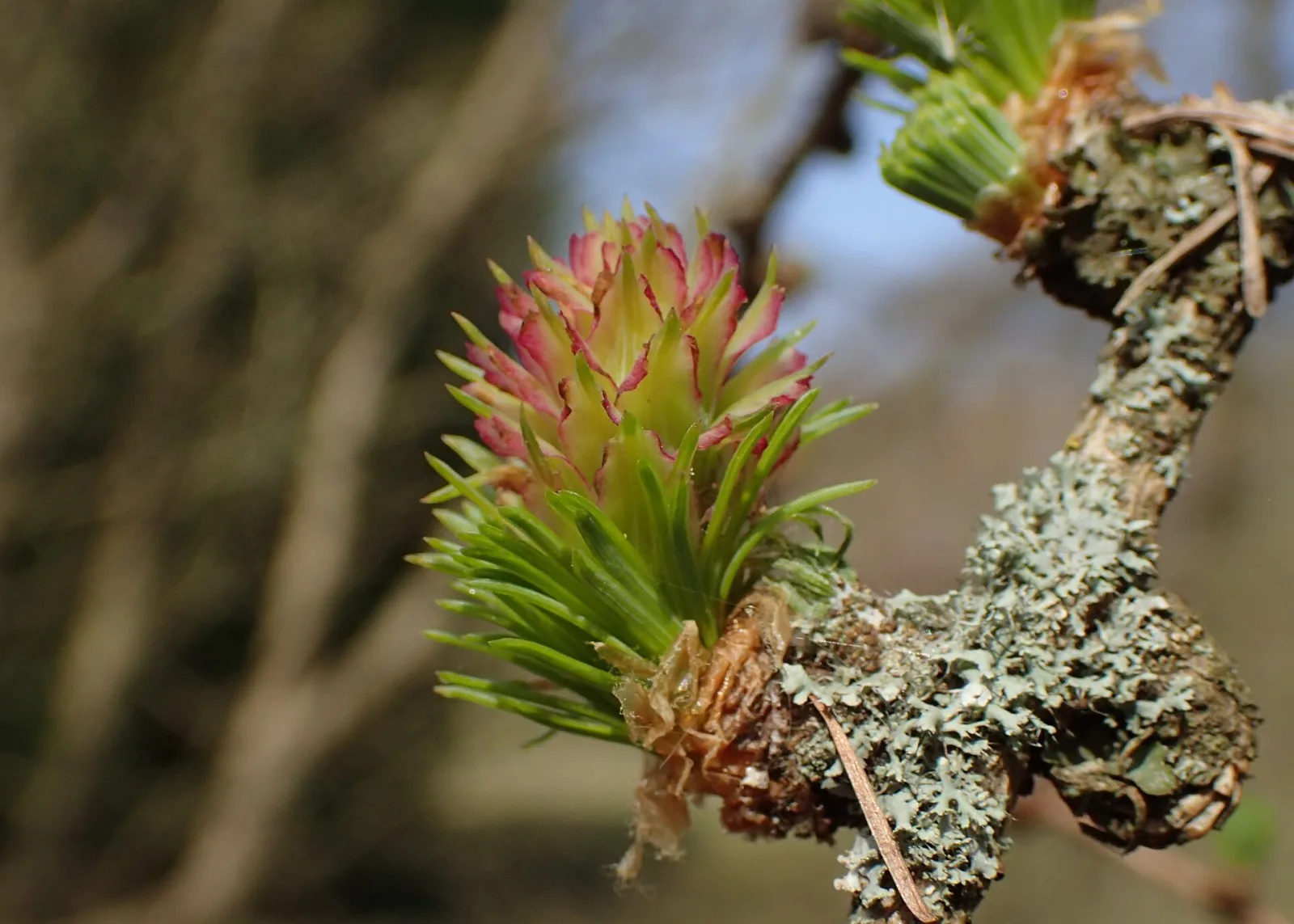 Larix gmelinii