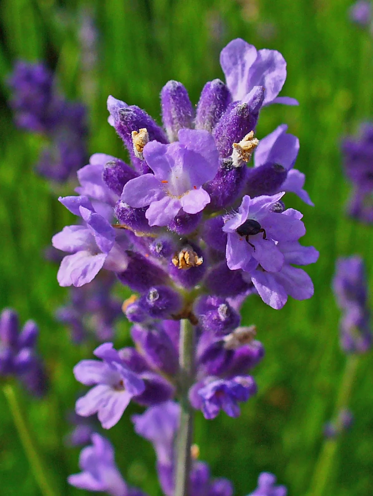 Lavandula angustifolia