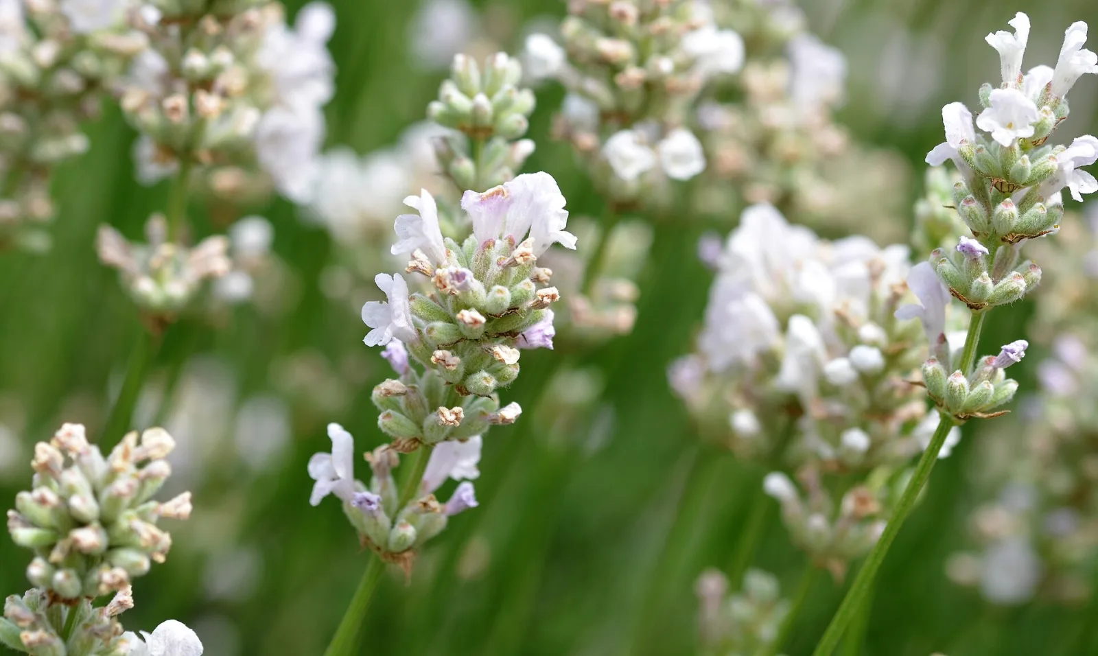 Lavandula angustifolia Alba