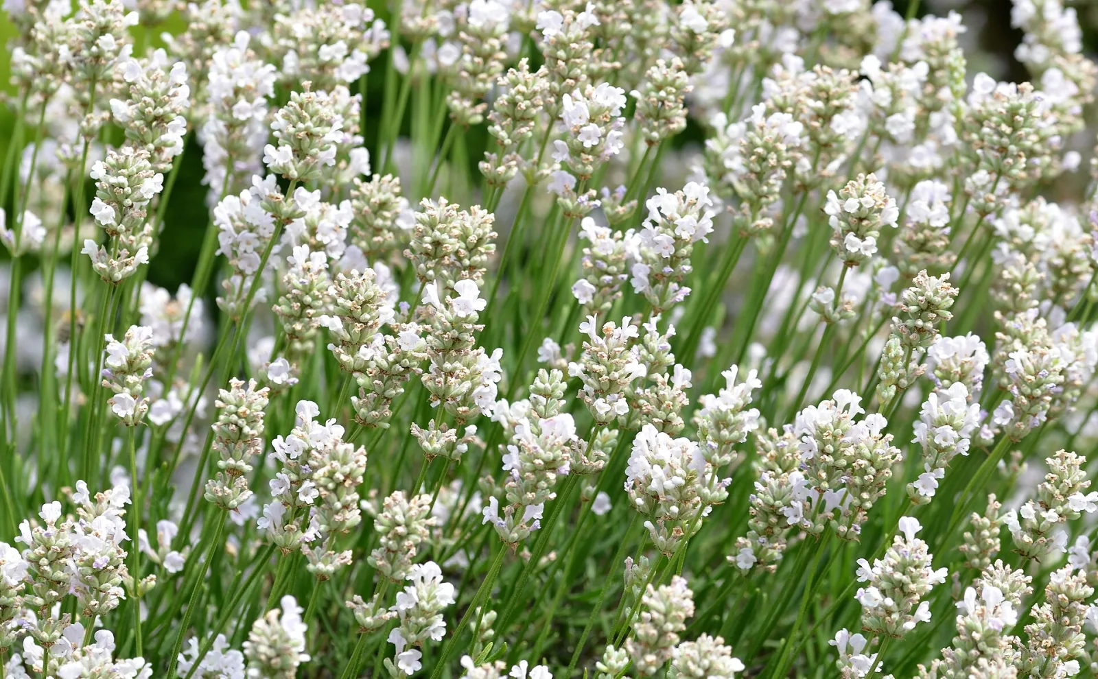 Lavandula angustifolia Alba