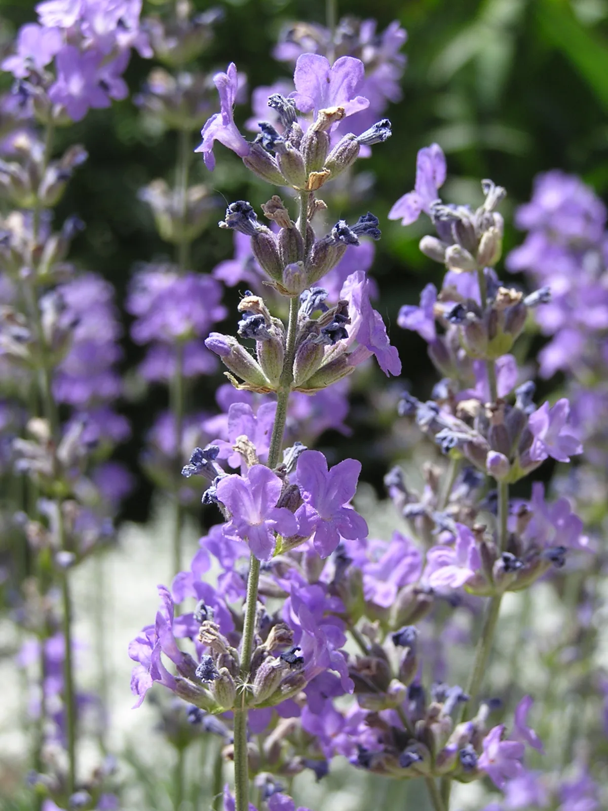 Lavandula angustifolia