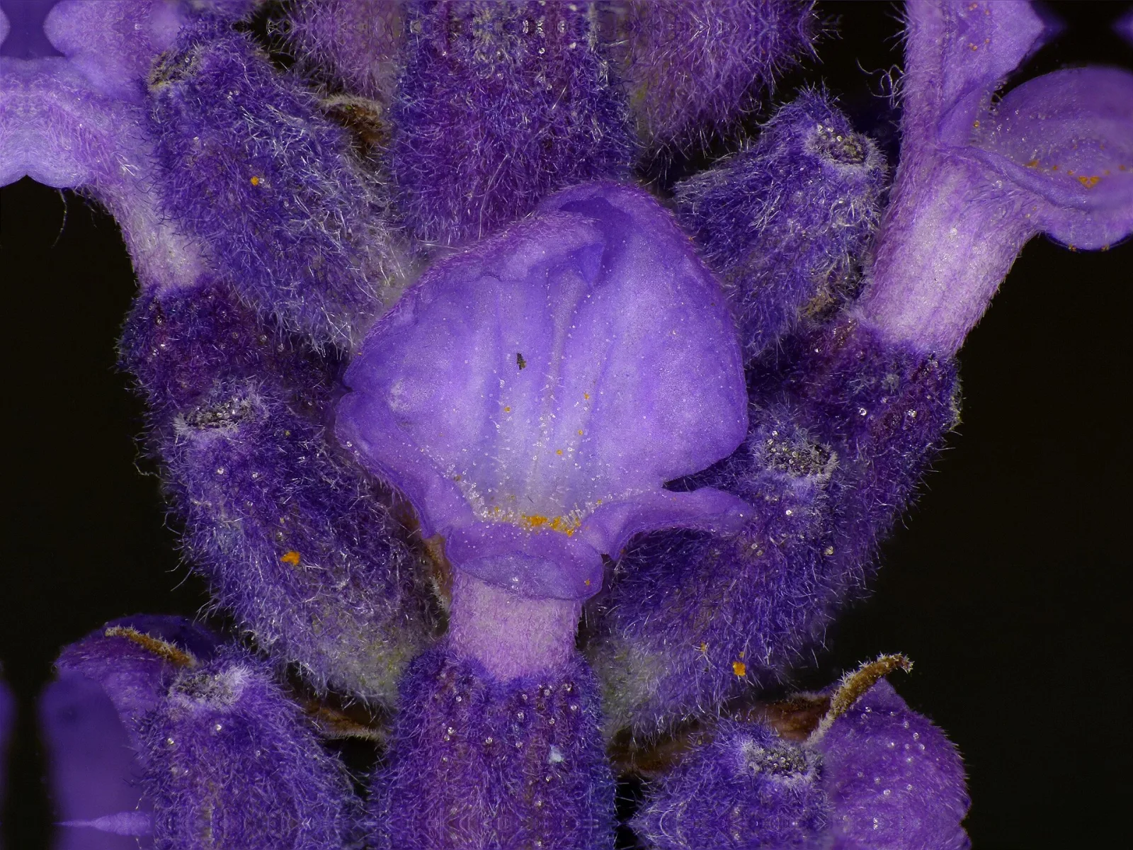 Lavandula angustifolia