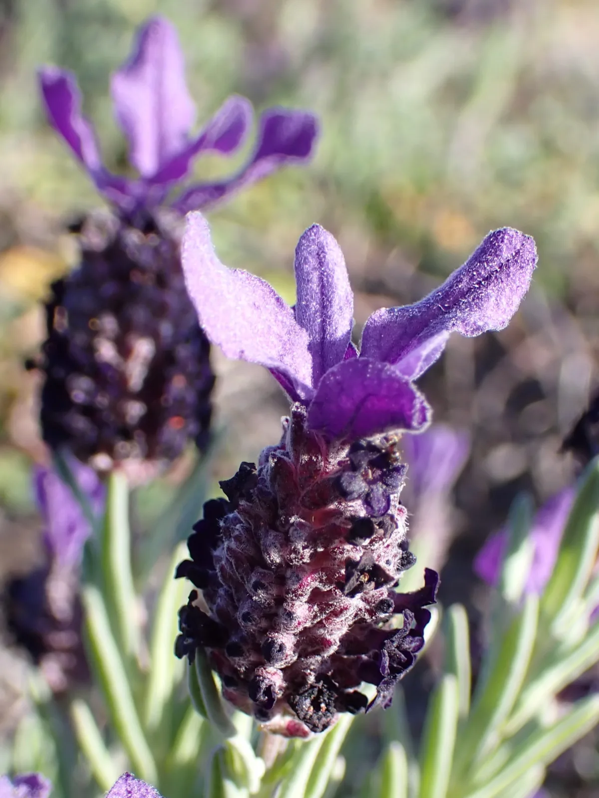 Lavandula stoechas