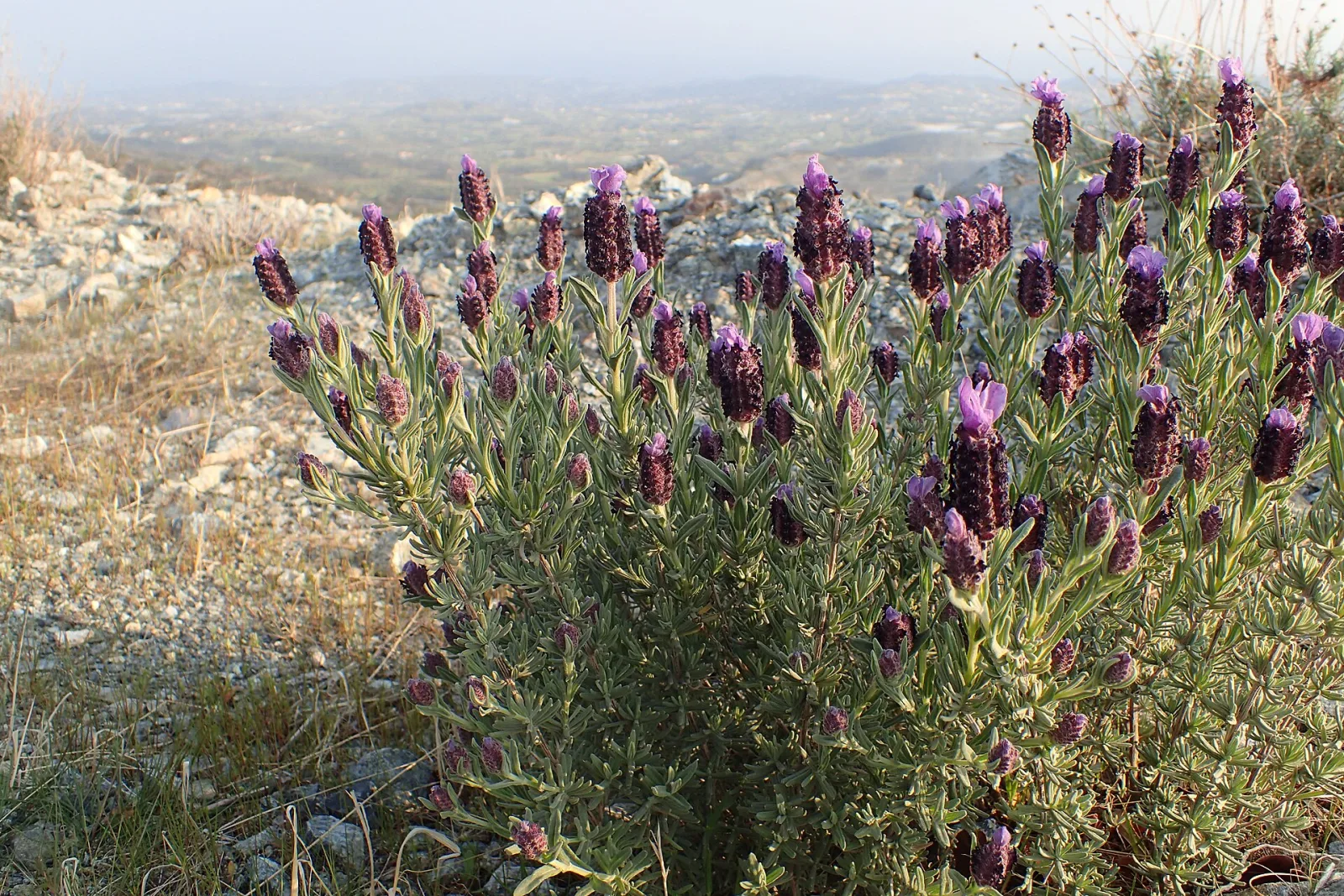 Lavandula stoechas