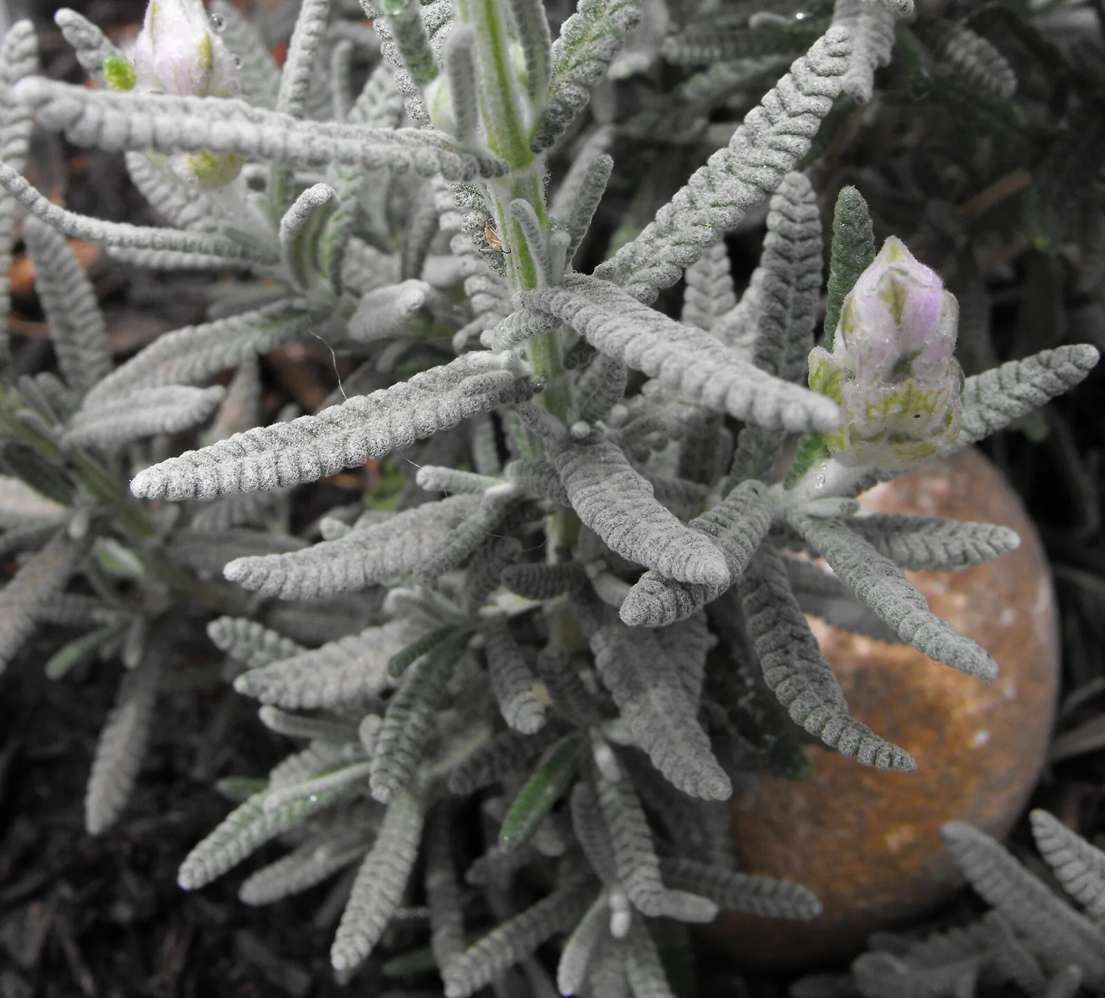 Lavandula dentata