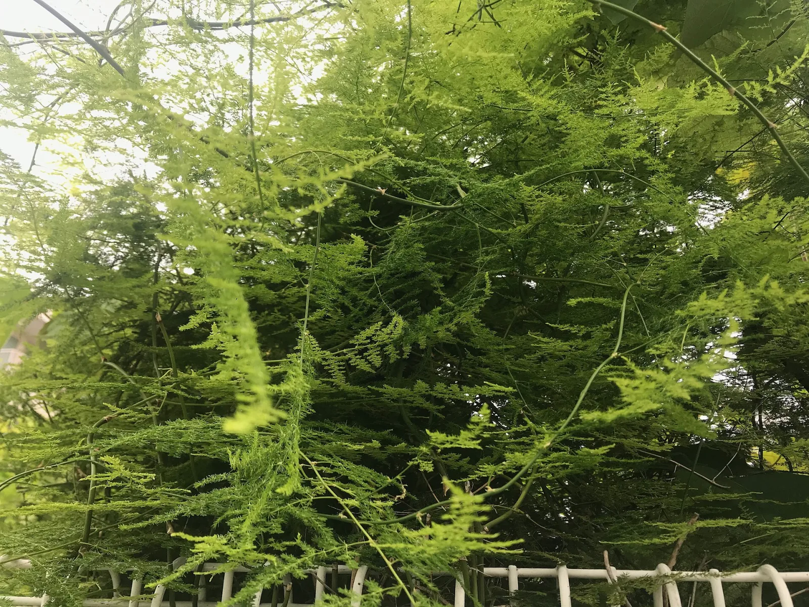 Asparagus setaceus