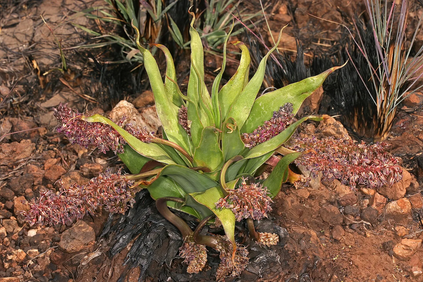 Ledebouria marginata