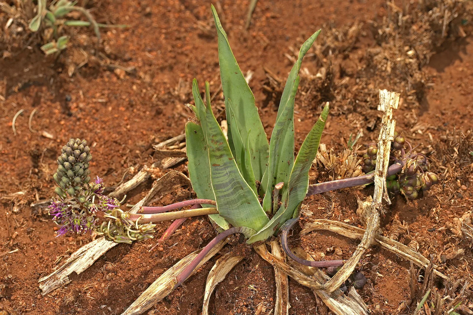 Ledebouria marginata