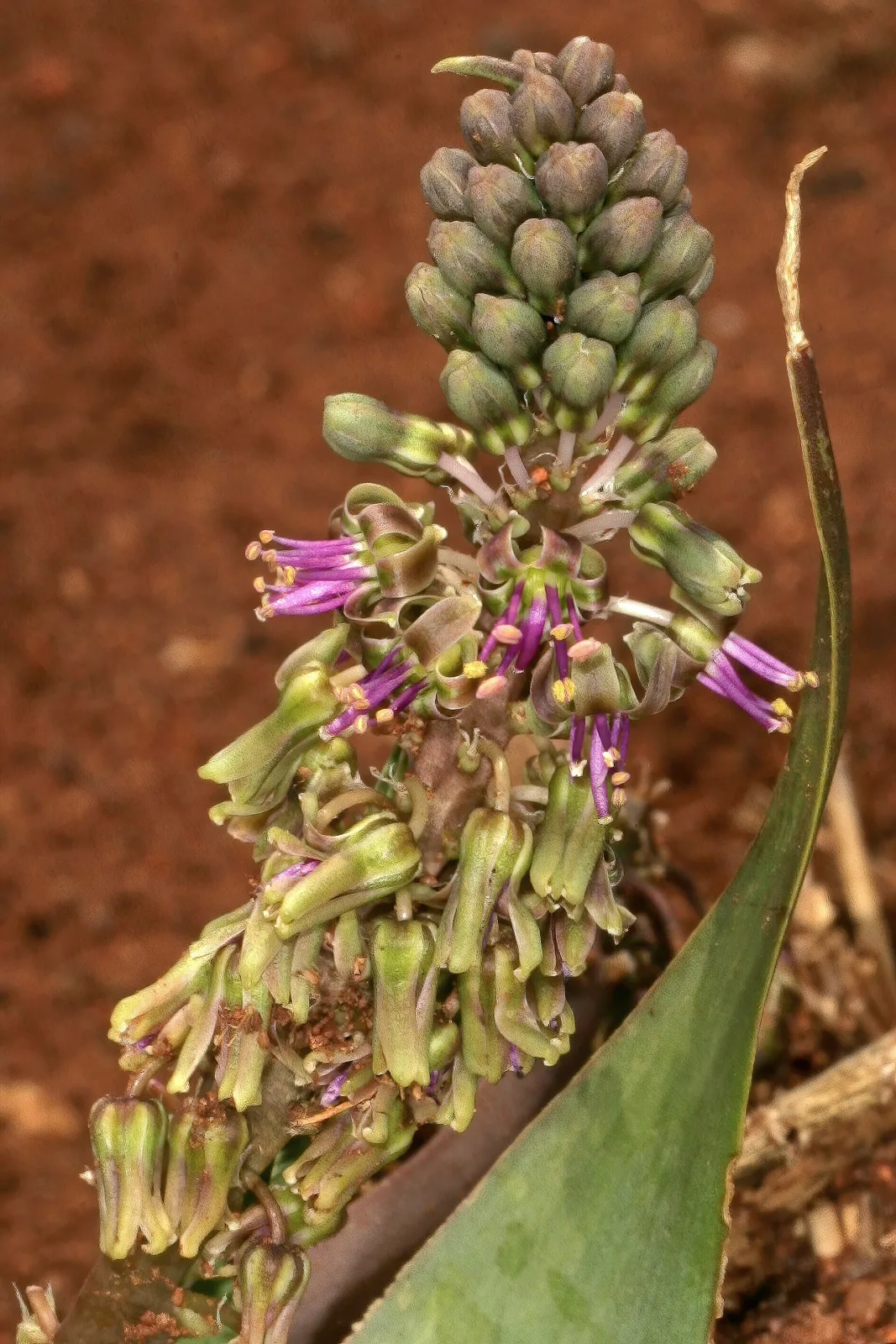 Ledebouria marginata