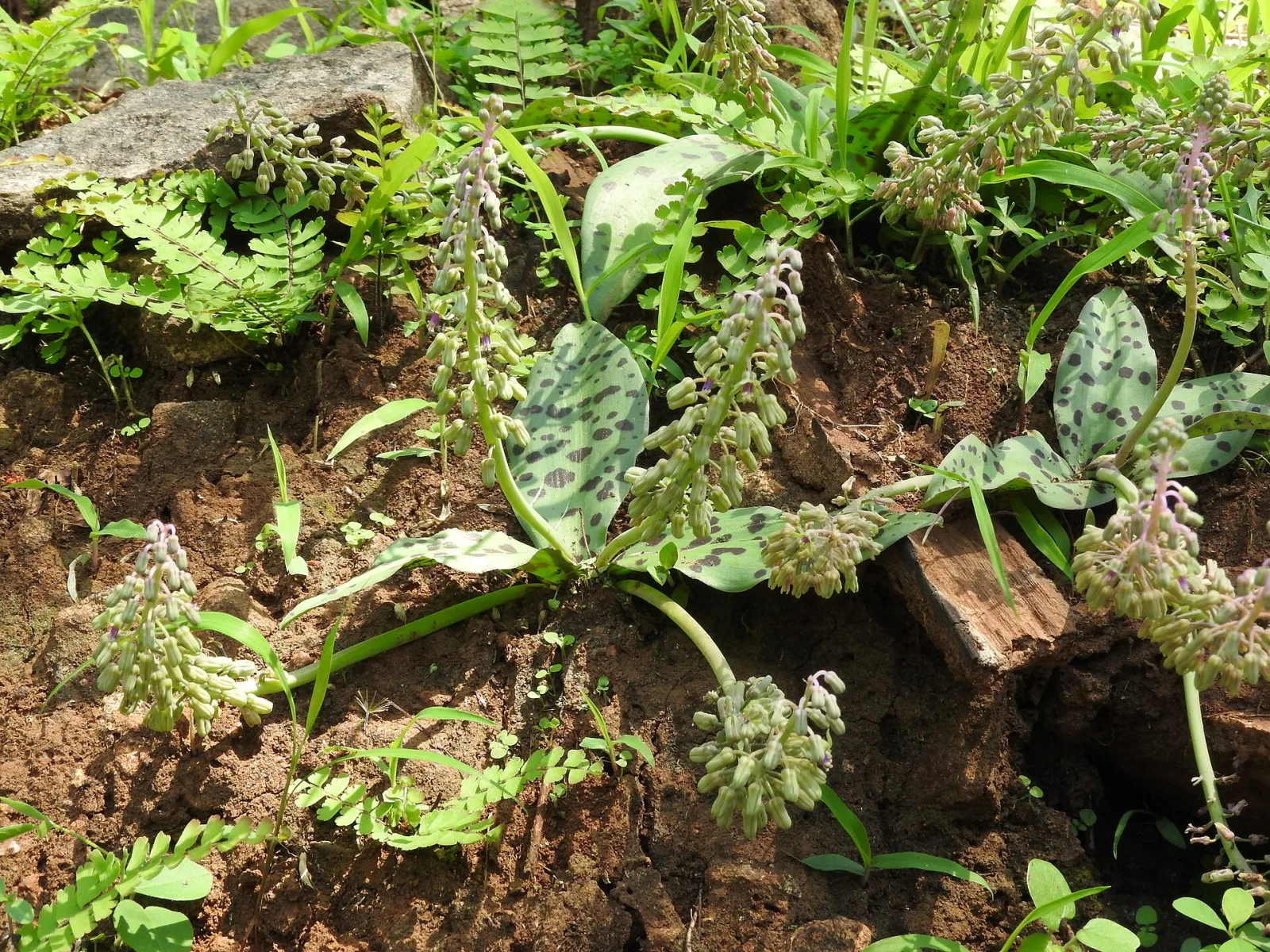 Ledebouria revoluta