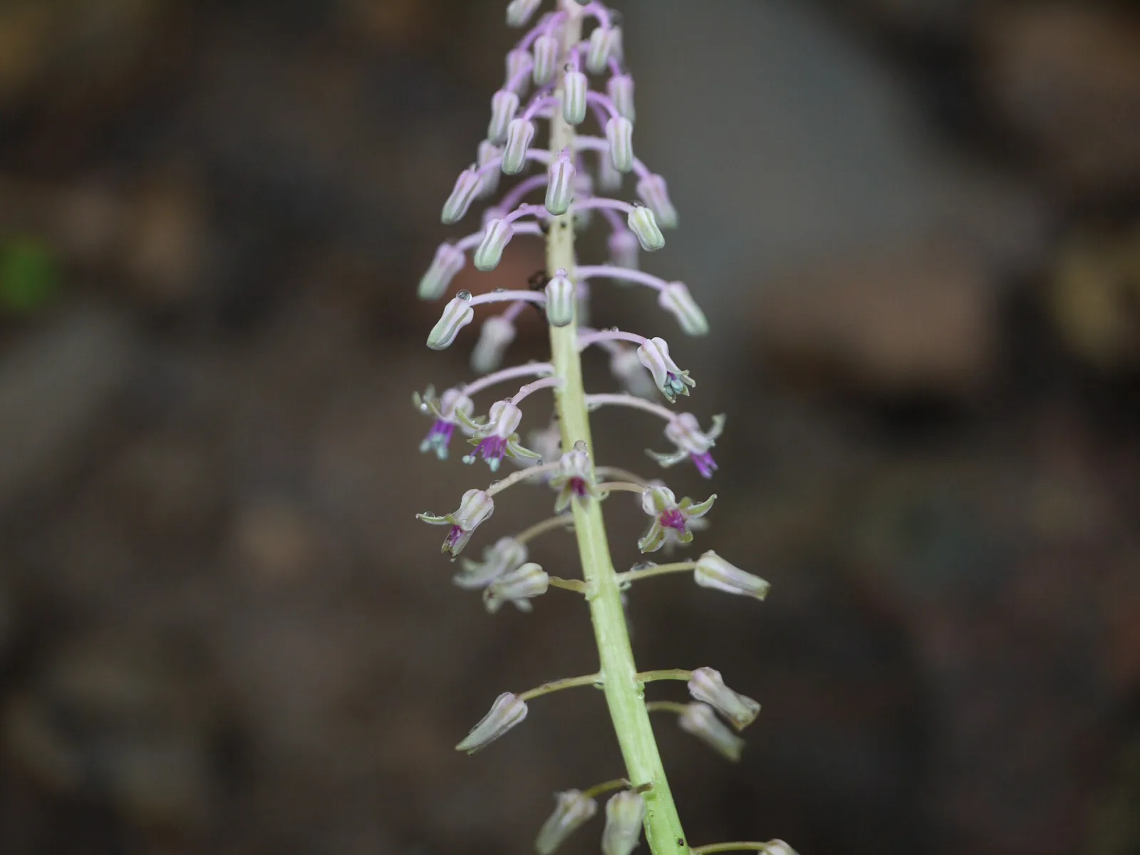 Ledebouria revoluta