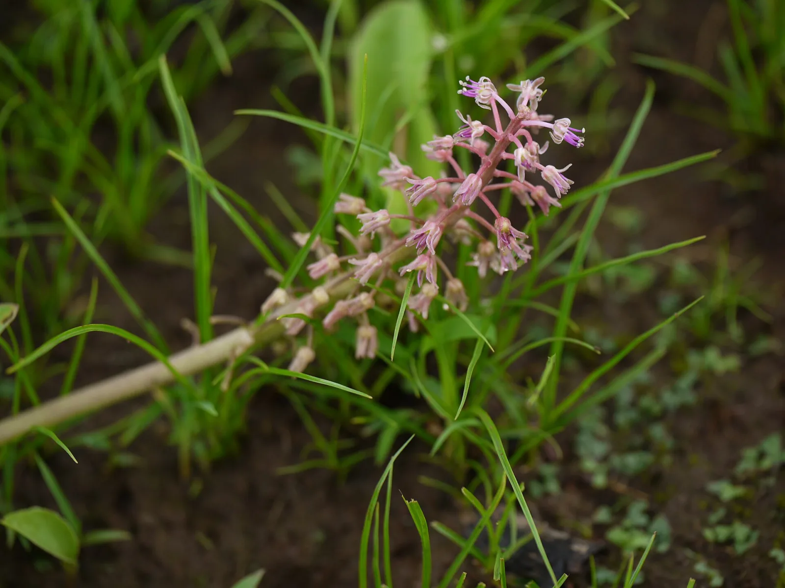 Ledebouria revoluta