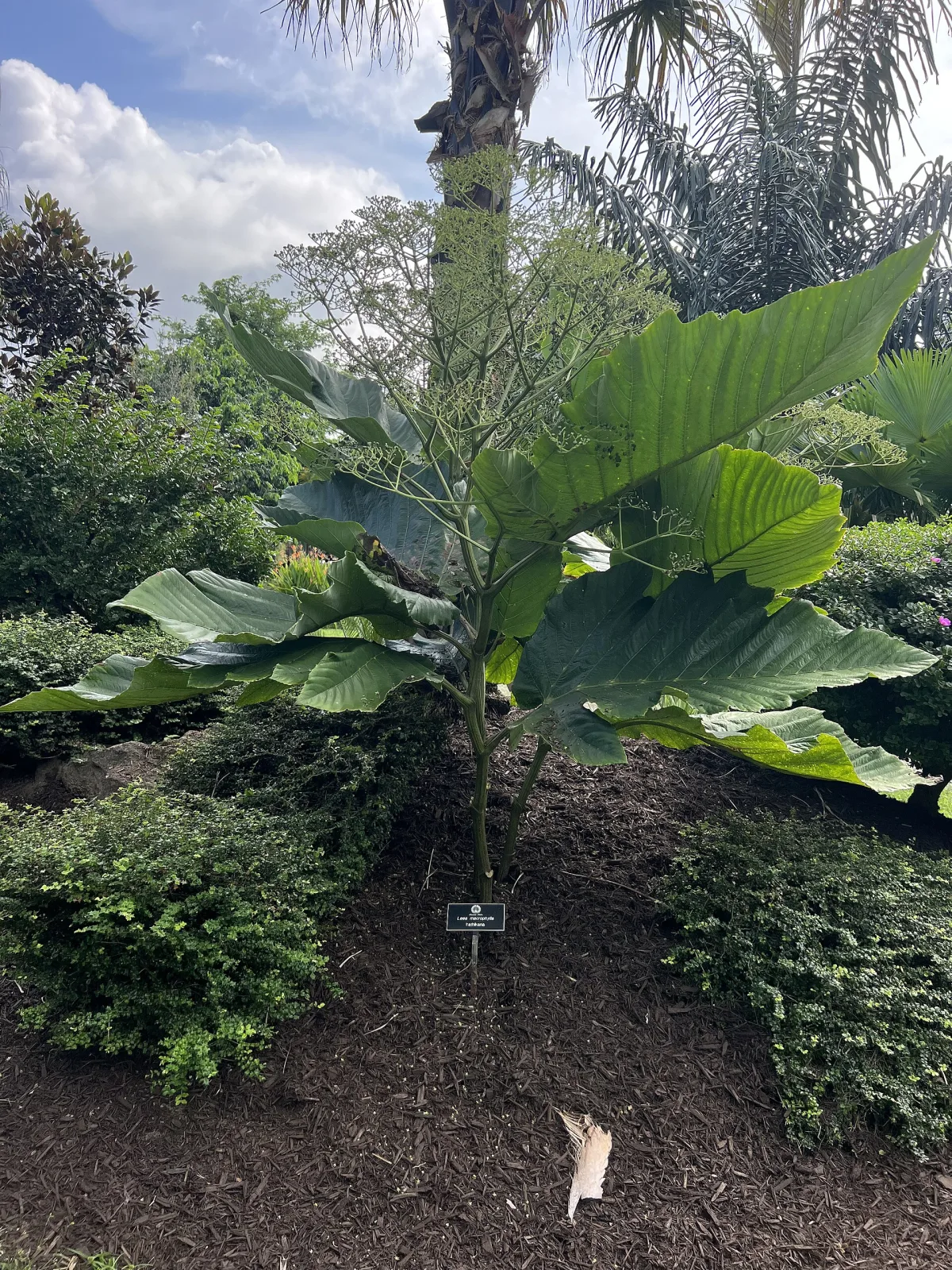 Leea macrophylla