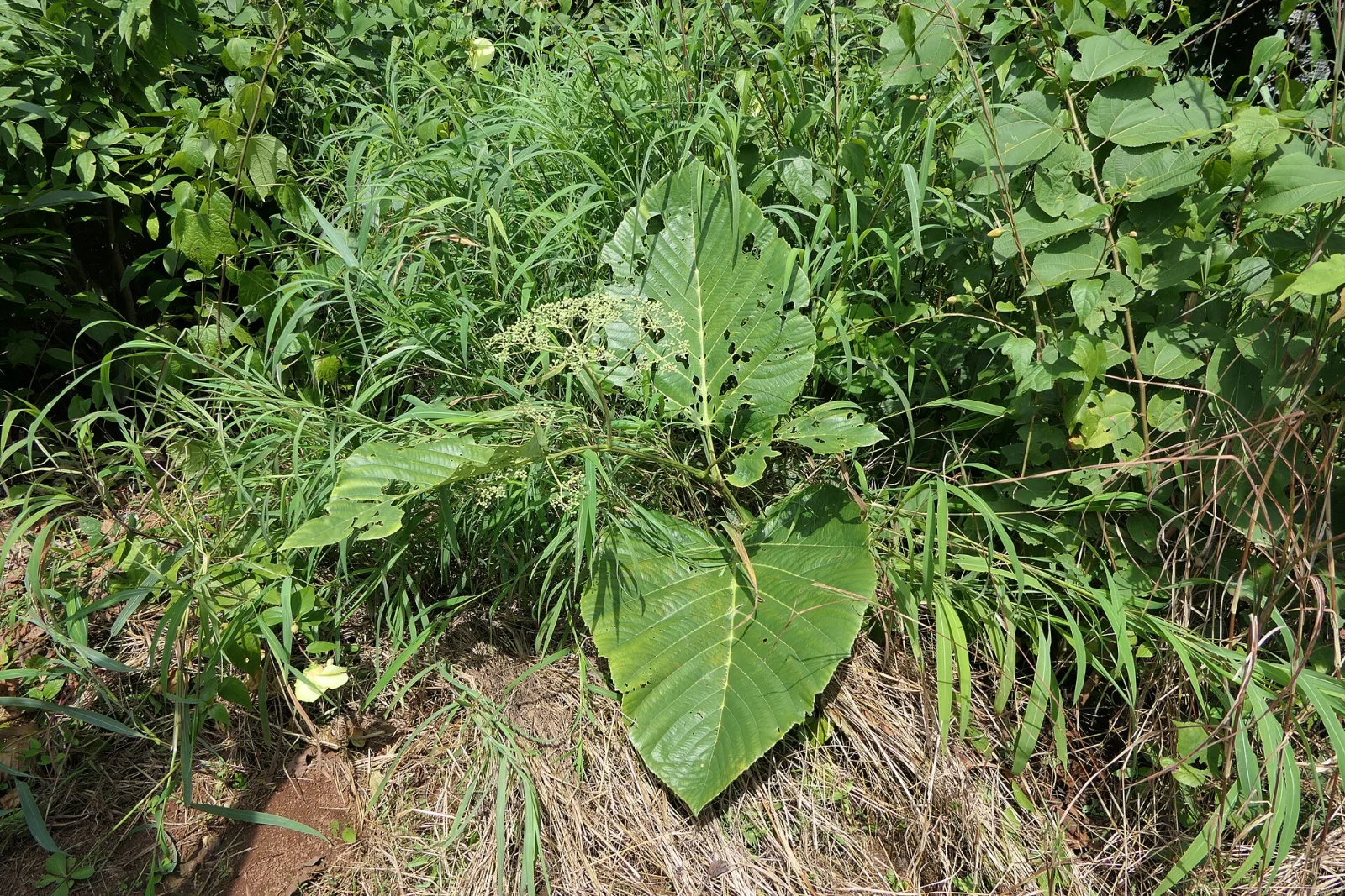 Leea macrophylla