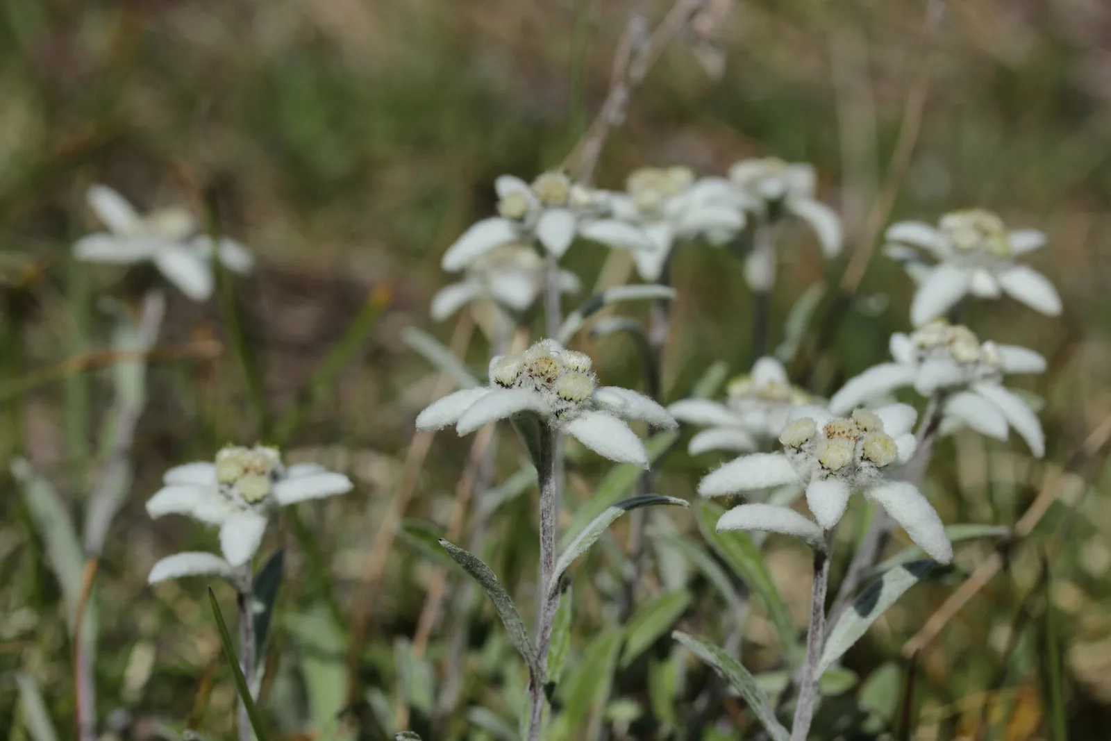 Leontopodium alpinum Edelweiss