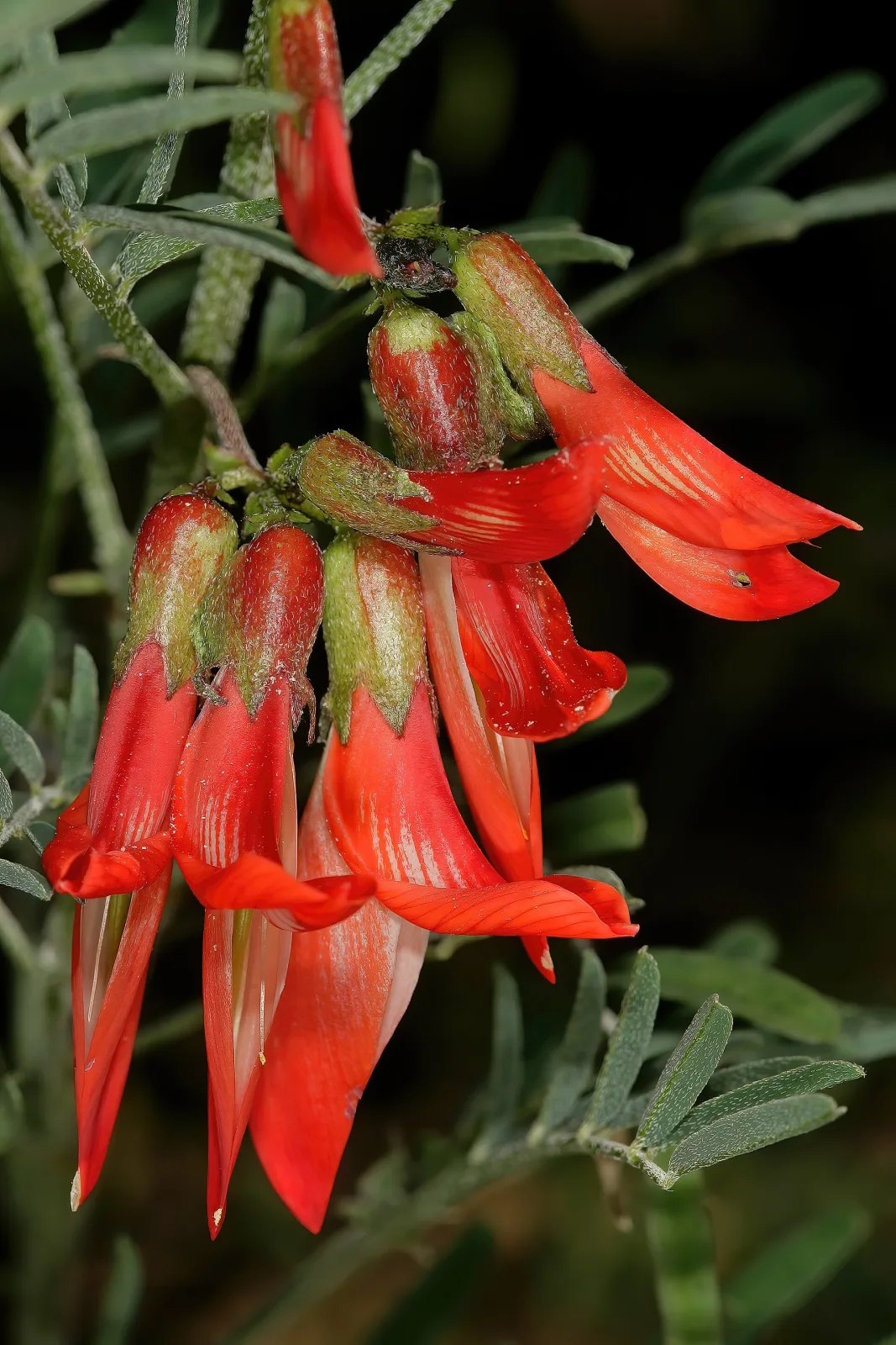 Sutherlandia frutescens