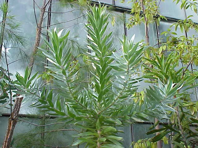 Leucadendron argenteum
