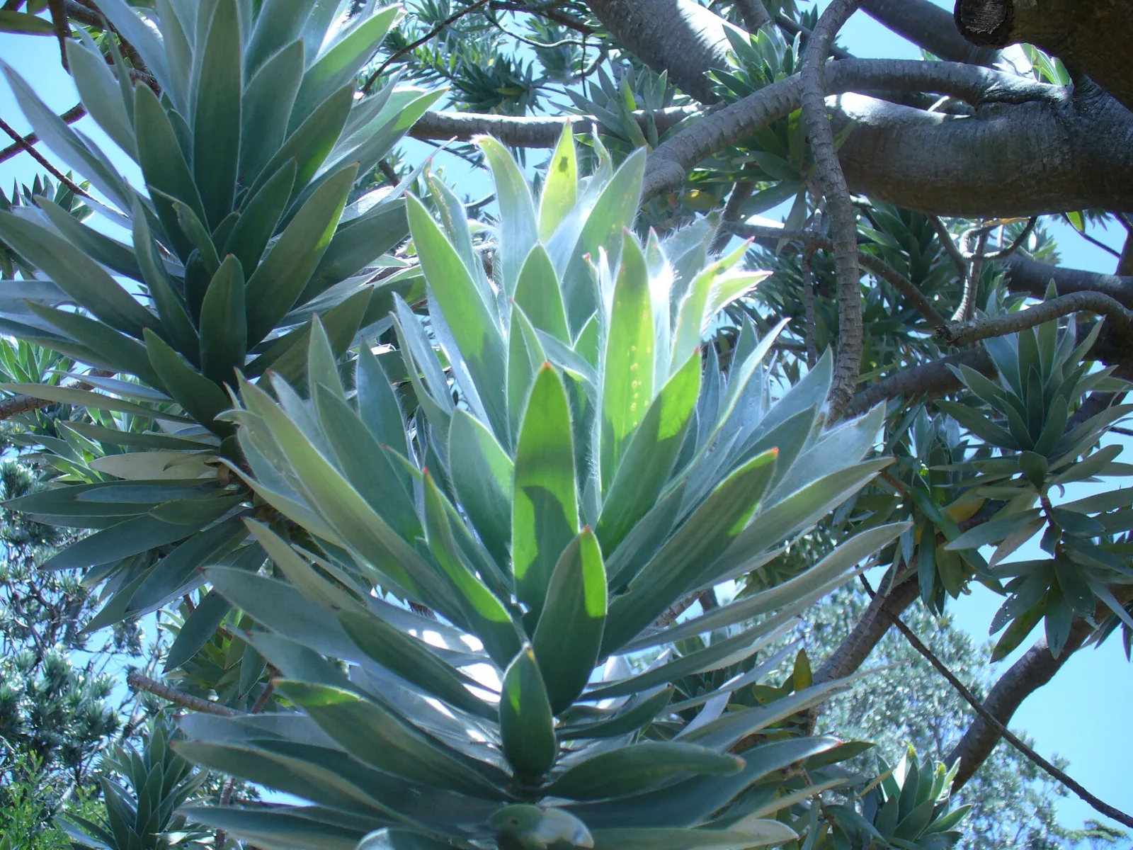 Leucadendron argenteum