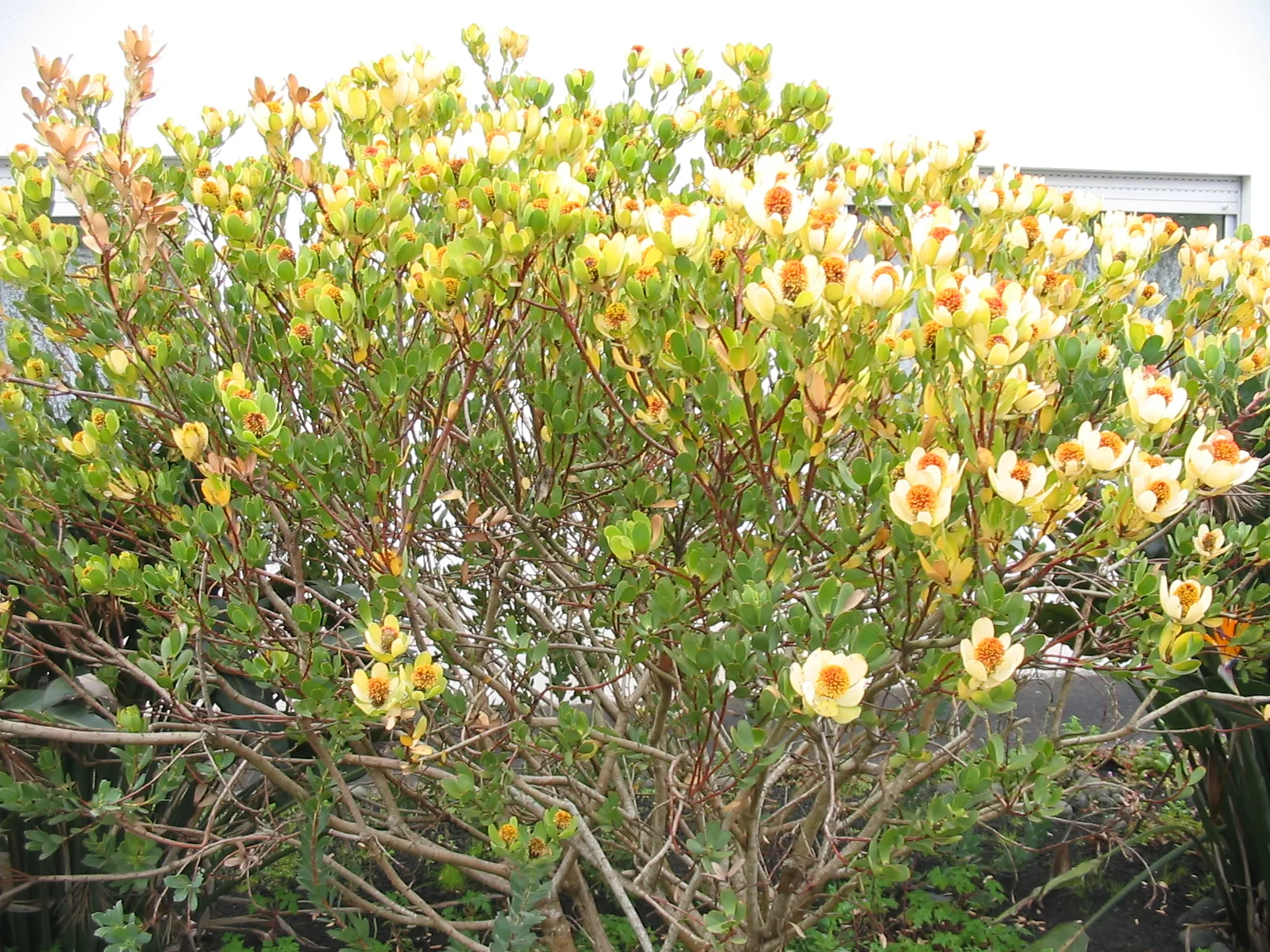 Leucadendron discolor