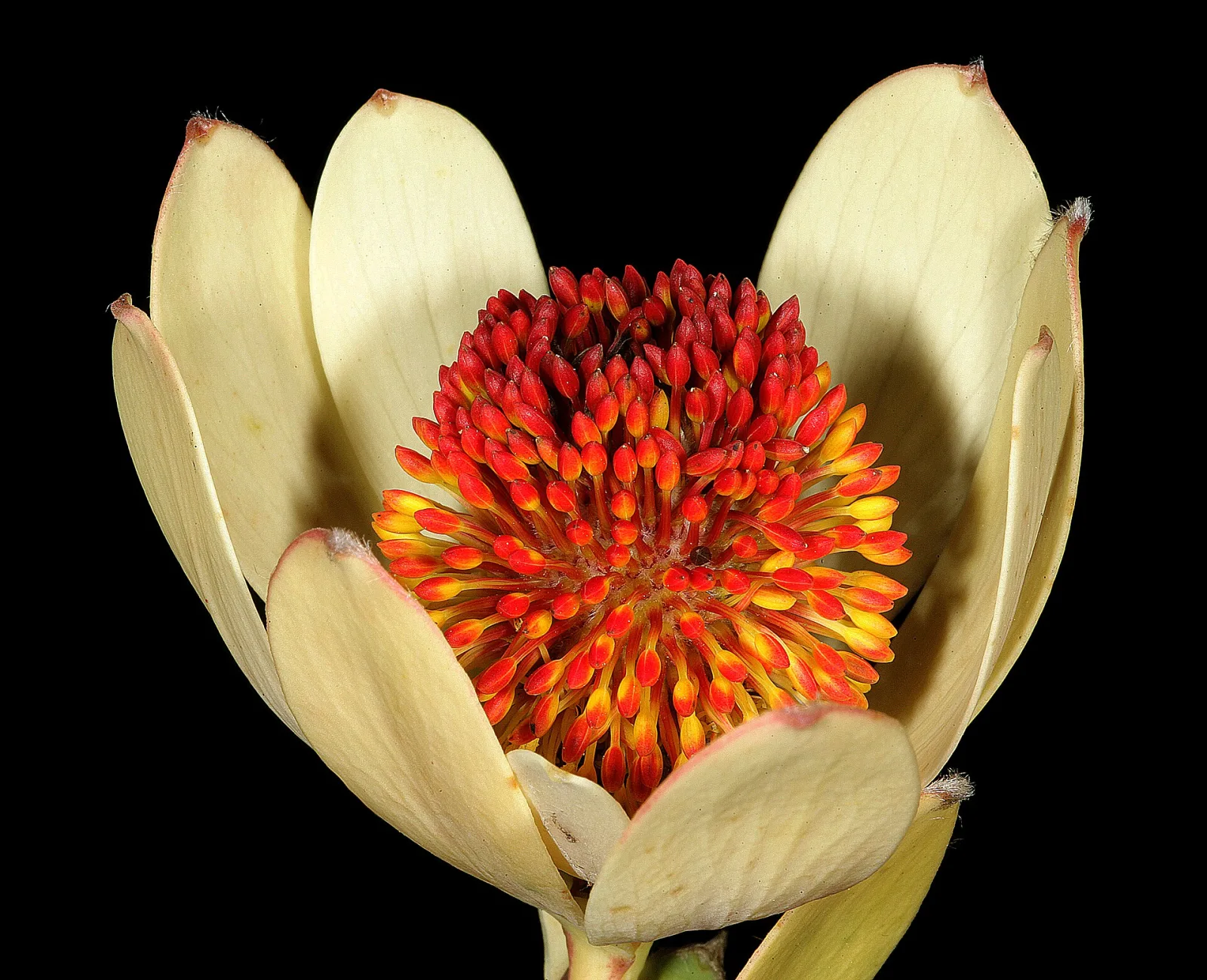 Leucadendron discolor