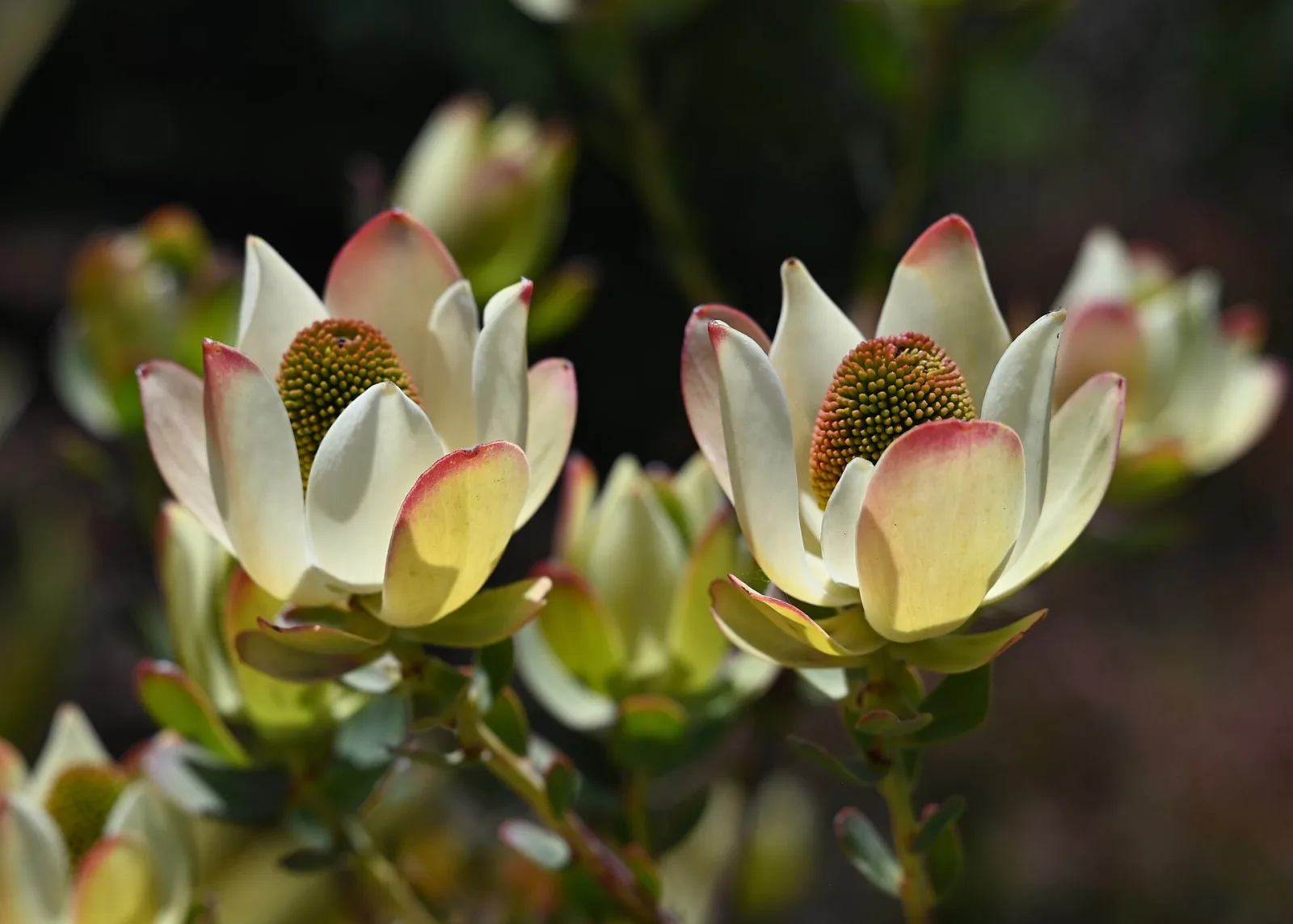 Leucadendron discolor