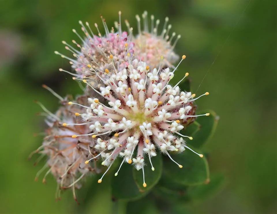 Leucospermum bolusii