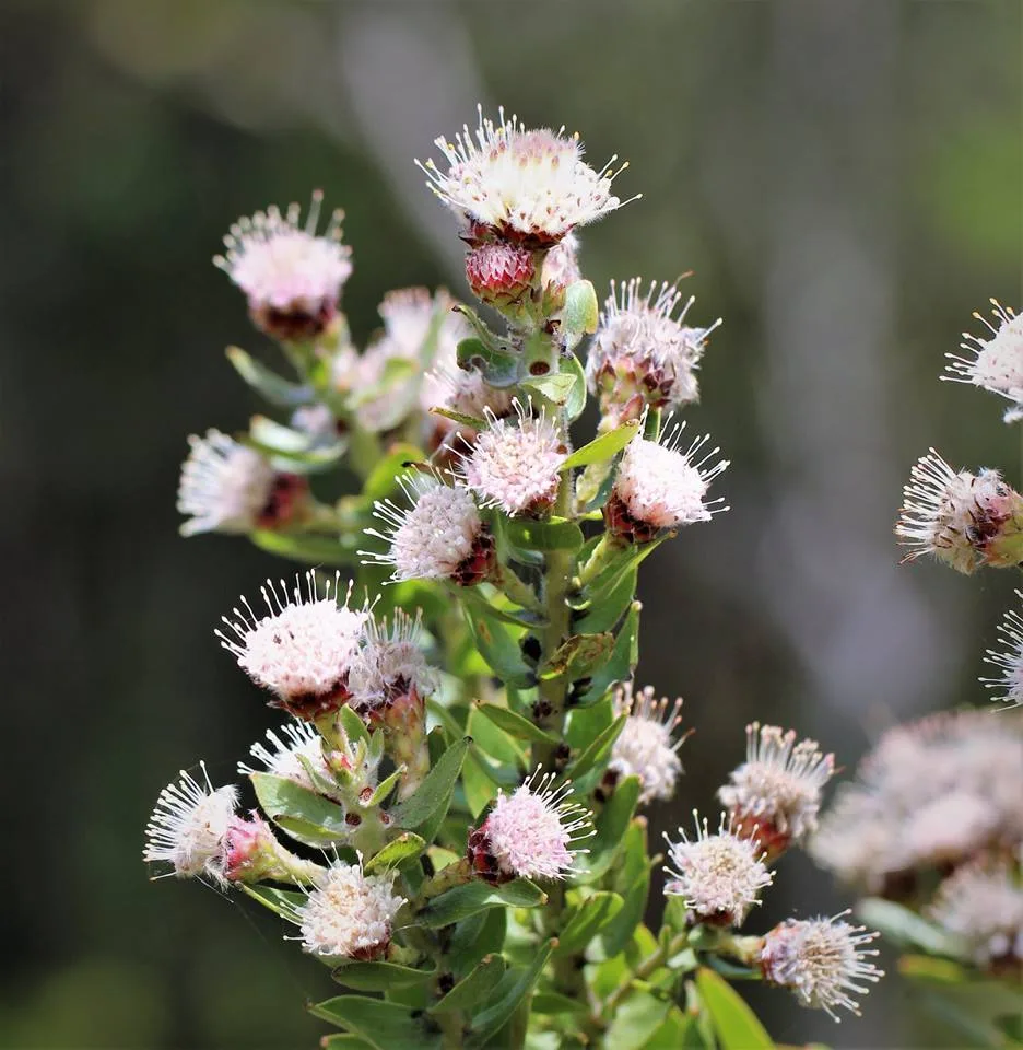 Leucospermum bolusii