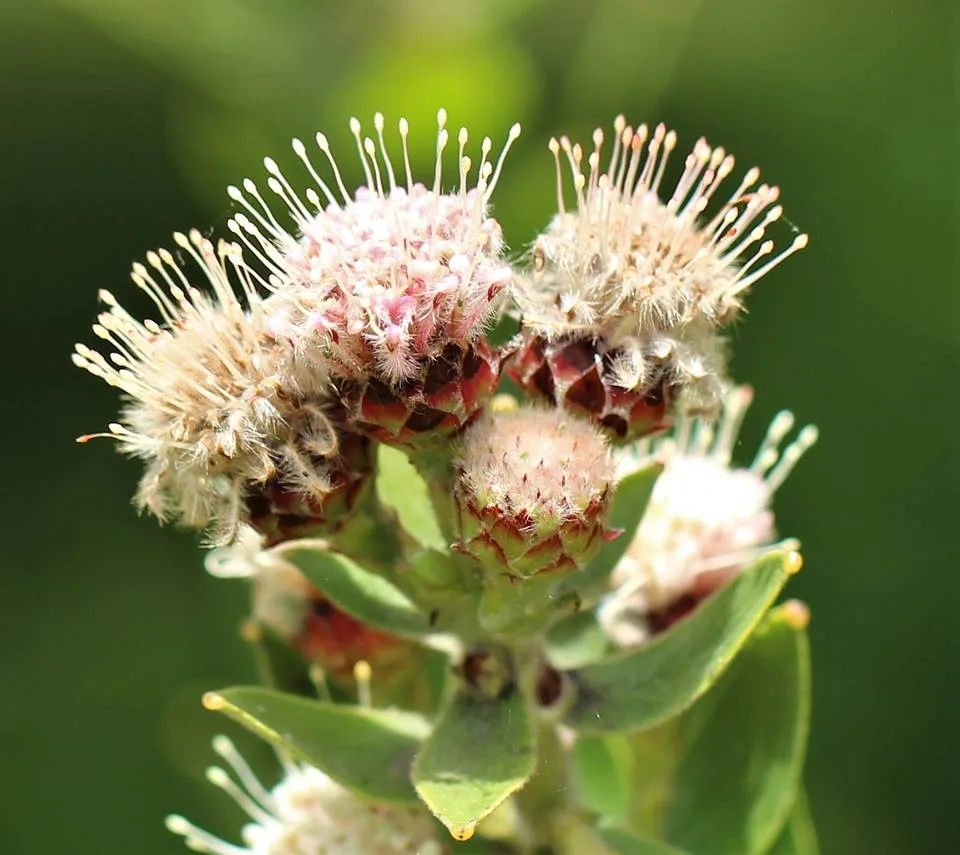 Leucospermum bolusii