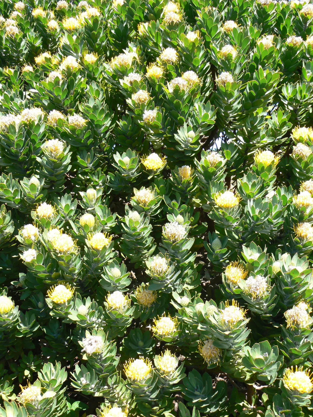 Leucospermum conocarpodendron