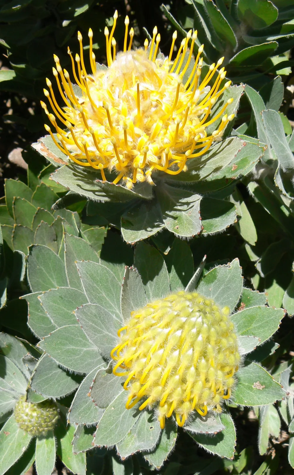 Leucospermum conocarpodendron