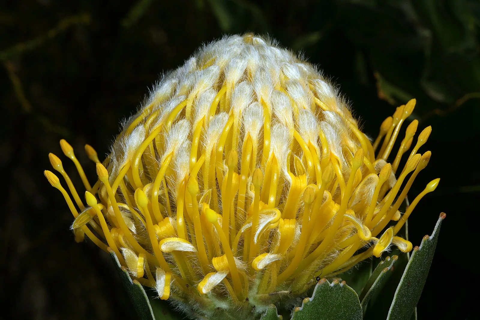 Leucospermum conocarpodendron
