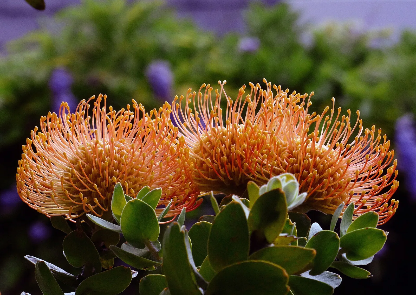 Leucospermum cordifolium orange