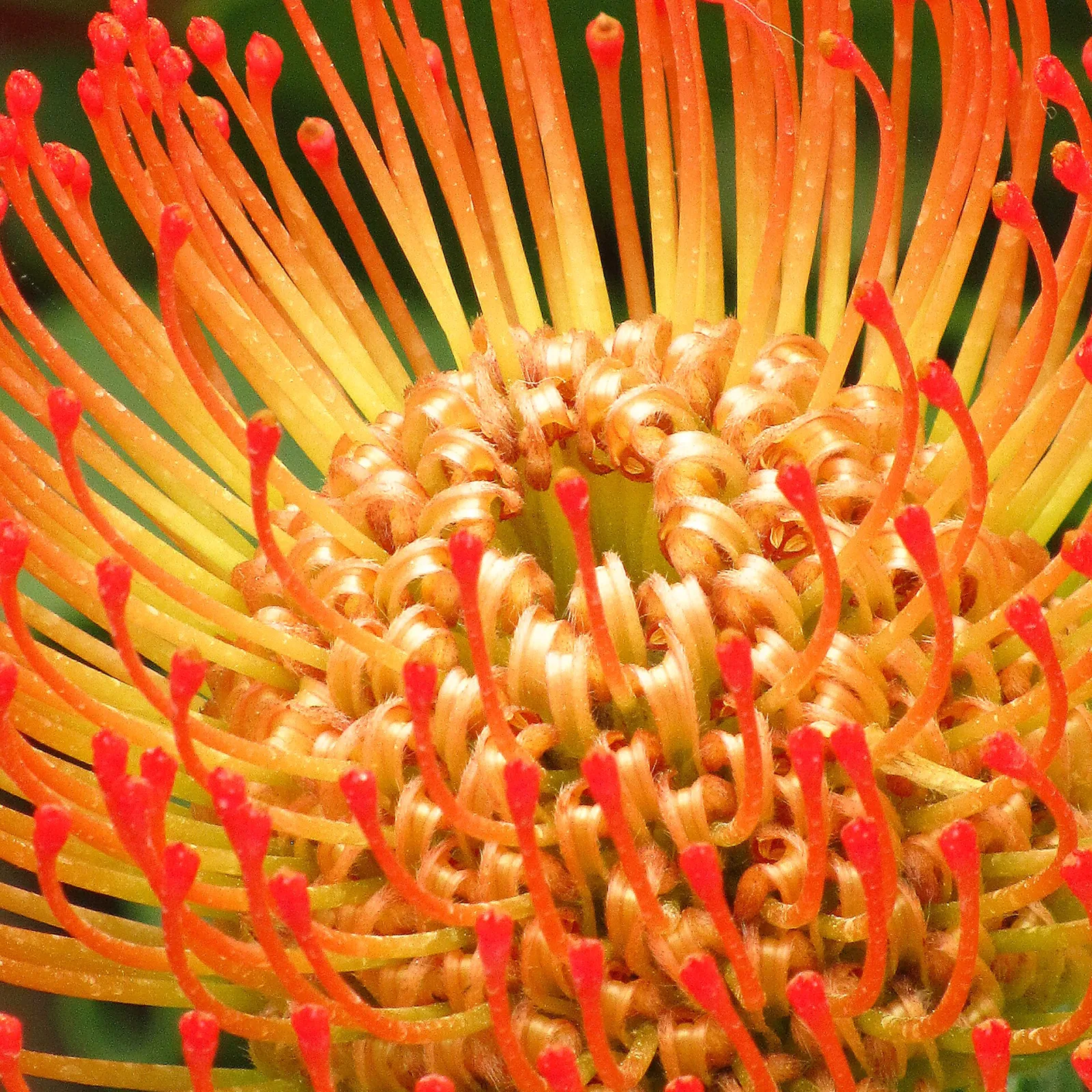 Leucospermum cordifolium orange