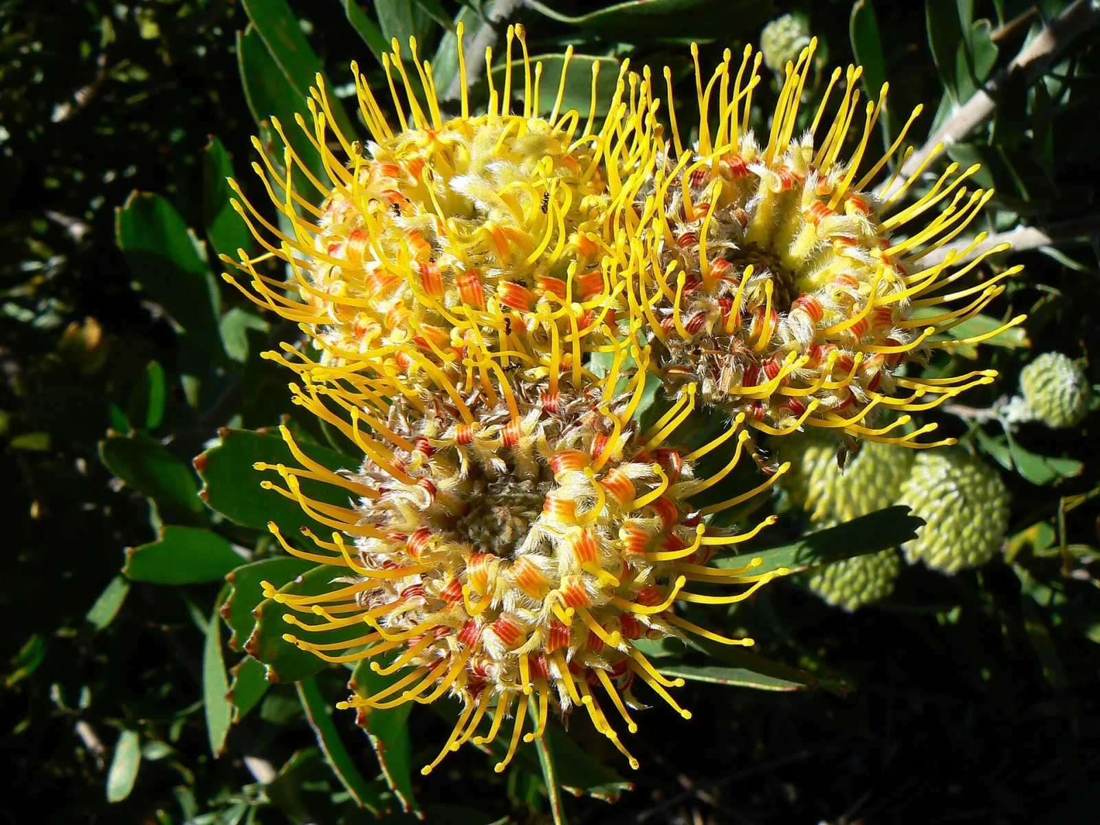 Leucospermum cuneiforme