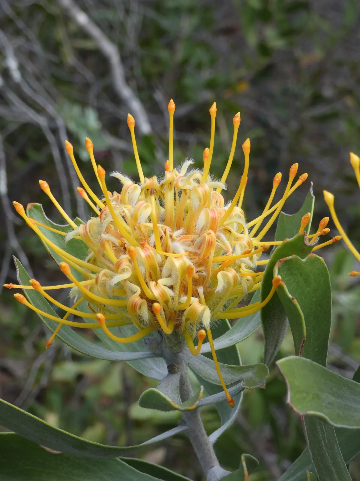 Leucospermum cuneiforme