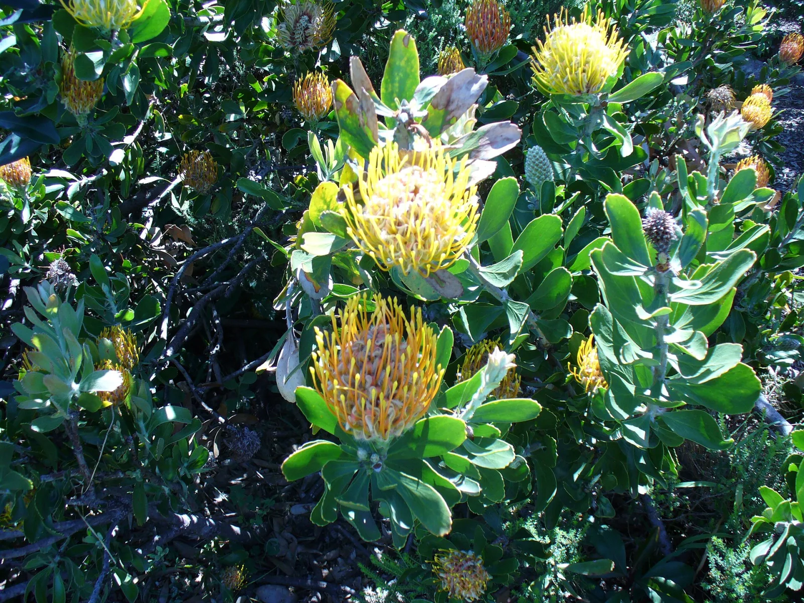 Leucospermum cuneiforme