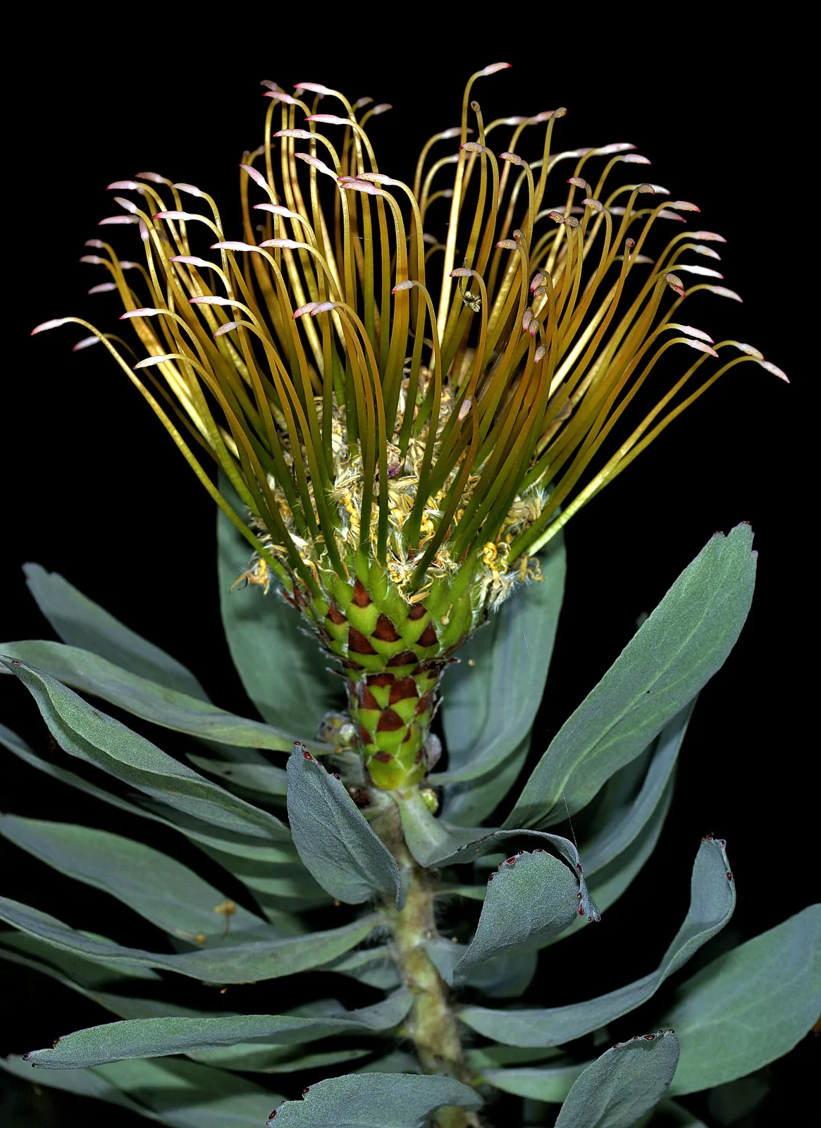 Leucospermum formosum